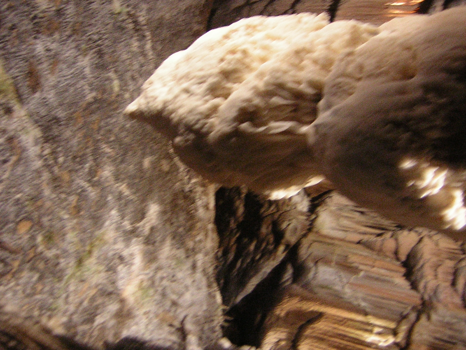 DSCN5193