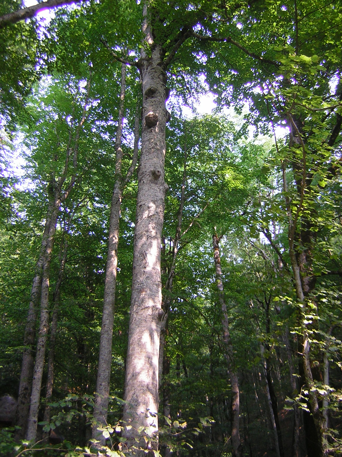 DSCN5303