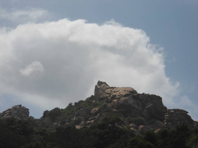 Lion de Roccapina