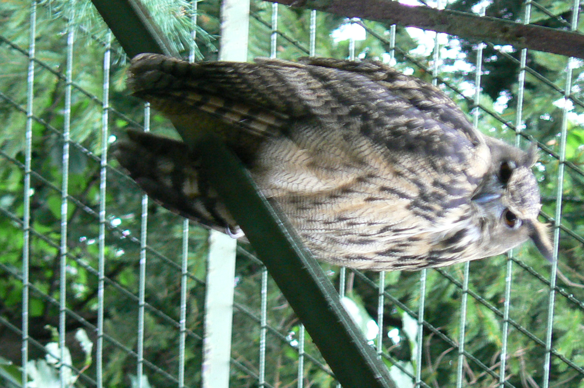87.Výr ušatý-Eagle owl-to jen my jsme v té kleci hledali i o.jpg